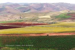 Image du Maroc Professionnelle de  Sur les pentes et collines dans la région de ben Slimane au Nord est de Casablanca, Les agriculteurs (Fellah) pratiquent  une agriculture traditionnelle sur leur lopin de, Mardi 5 Février 2002. (Photo / Abdeljalil Bounhar)